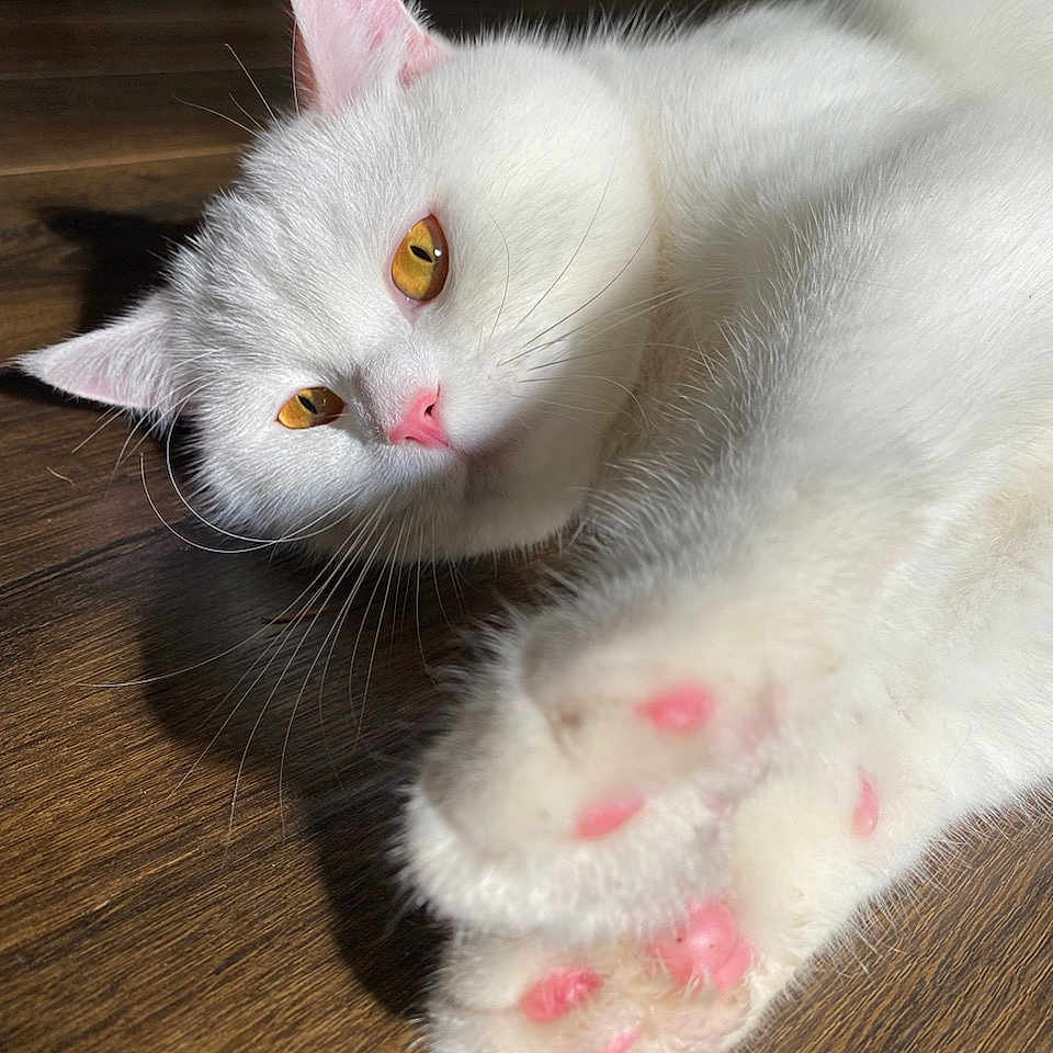 Walter White joined the competition — help win amazing prizes! abyssinian, angora, animal, bodypart, cat, claw, electronics, hardware, hardwood, hook, kitten, manx, mouth, person, pet, siamese, sleeping, snout, stainedwood, wood