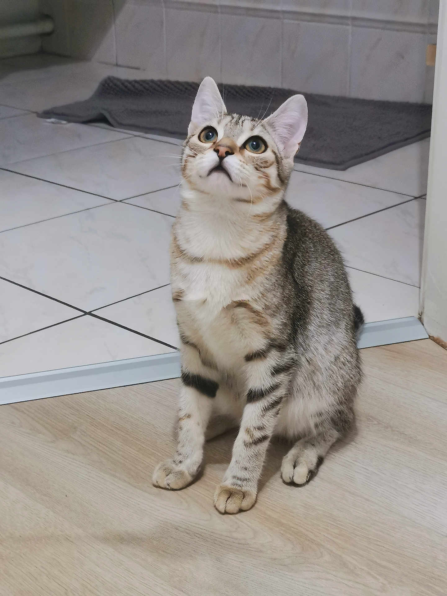 Luna a rejoint le concours — aidez-le/la à gagner de superbes lots ! cat, tabby, indoor, curious, pet, animal, feline, striped, floor, wooden_floor, tile_floor, mat, sitting, looking_up, whiskers, ears, paws, domestic, cute, alert