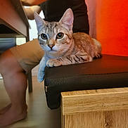 Luna participe au concours pour gagner de l'argent avec cette photo : cat, tabby_cat, bench, wood, cushion, person, arm, leg, shorts, black_shirt, indoor, floor, orange_wall, table, furniture, pet, animal, curious, relaxed, alert