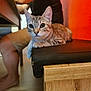 cat, tabby_cat, bench, wood, cushion, person, arm, leg, shorts, black_shirt, indoor, floor, orange_wall, table, furniture, pet, animal, curious, relaxed, alert