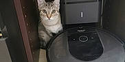 Luna a rejoint le concours — aidez-le/la à gagner de superbes lots ! cat, tabby, robot_vacuum, furniture, floor, indoor, curious, pet, technology, charging_station, wooden_shelf, home, animal, flooring, appliance, domestic, looking, ears, whiskers, small_space