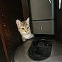 Luna a rejoint le concours — aidez-le/la à gagner de superbes lots ! cat, tabby_cat, robotic_vacuum, roomba, curious, peeking, wooden_shelf, home_interior, floor, pet, animal, feline, domestic_cat, indoor, technology, cleaning_device, appliance, eye_contact, whiskers, ears