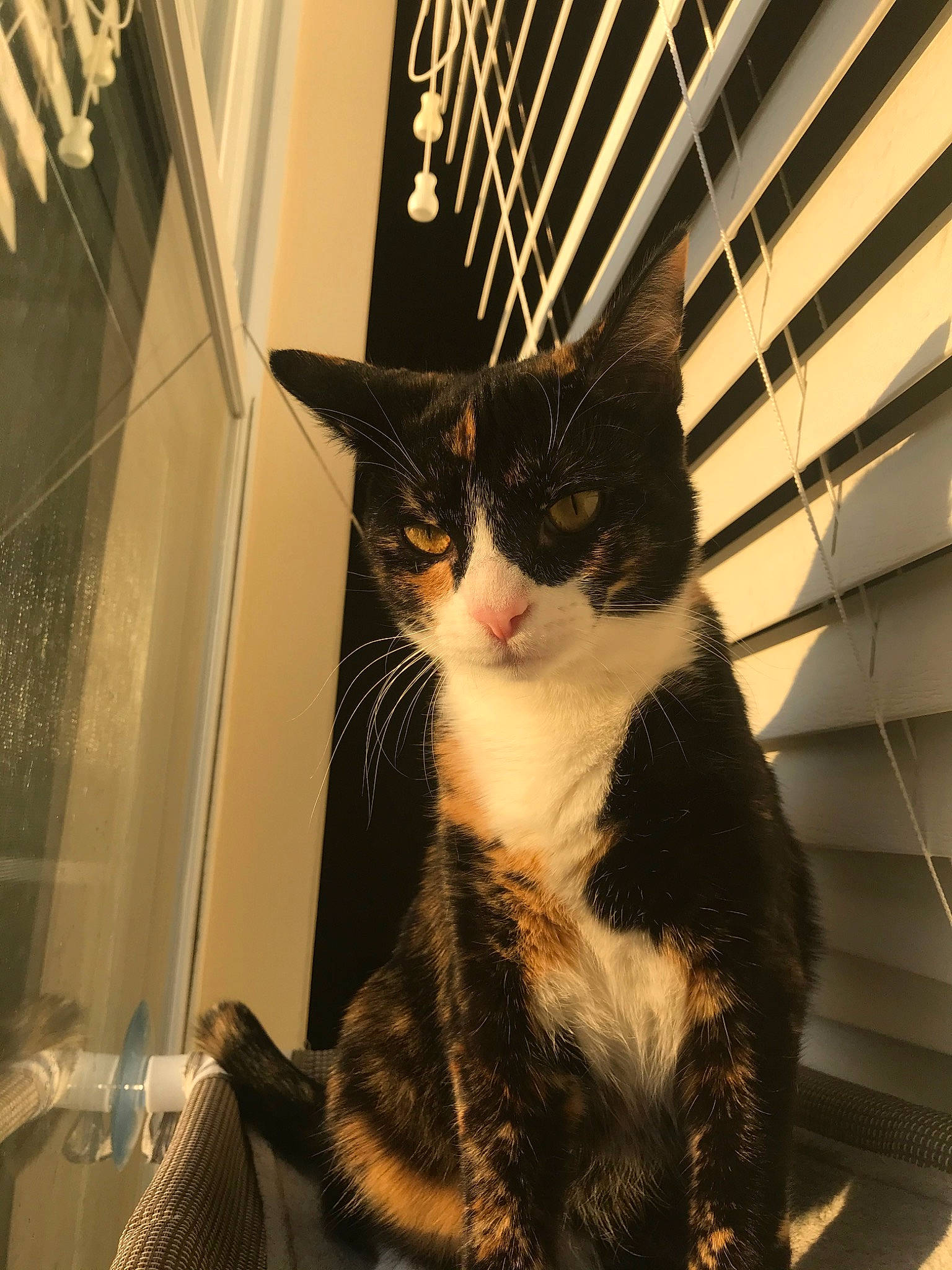 Connie is registered to the contest to win money with this photo: american_shorthair, carnivore, cat, domestic_short_haired_cat, ear, european_shorthair, eye, felidae, fur, kitten, polydactyl_cat, small_to_medium_sized_cats, tabby_cat, tail, whiskers