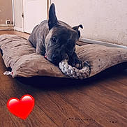 Kush participe au concours pour gagner de l'argent avec cette photo : animal, brown_dog, canine, cushion, cute, dog, domestic, door, floor, heart_emoji, home, indoor, lying_down, pet, playing, resting, rope_toy, toy, wall, wooden_floor
