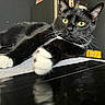 Potato Chipp joined the competition — help win amazing prizes! cat, tuxedo_cat, black_and_white, yellow_eyes, indoor, table, paw, stretching, curious, feline, pet, animal, whiskers, close_up, relaxing, domestic_cat, portrait, fur, cute, mammal
