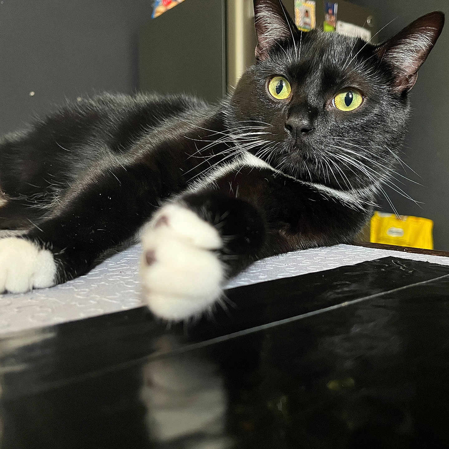 Potato Chipp joined the competition — help win amazing prizes! cat, tuxedo_cat, black_and_white, yellow_eyes, indoor, table, paw, stretching, curious, feline, pet, animal, whiskers, close_up, relaxing, domestic_cat, portrait, fur, cute, mammal