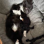 Potato Chipp is registered to the contest to win money with this photo: kitten, cat, sleeping, black_and_white, pet_bed, plush_toy, cozy, fur, whiskers, cute, indoor, resting, paw, animal, pet, soft, relaxed, adorable, companion, napping