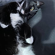 Cookie joined the competition — help win amazing prizes! bed, belly, black_and_white, blanket, cat, close_up, cushion, cute, feline, fur, indoor, lounging, paw, pet, playful, portrait, relaxed, tuxedo_cat, whiskers, yellow_eye