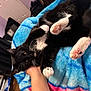 Cookie is registered to the contest to win money with this photo: bedroom, black_and_white, blanket, blue_blanket, cat, cozy, cute, fur, human_hand, indoor, kitten, lying_down, paw, pet, pink_paw, relaxed, soft_texture, supporting_hand, tuxedo_cat, whiskers