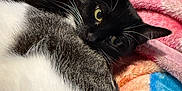 Cookie is registered to the contest to win money with this photo: bedding, black_cat, blanket, cat, close_up, colorful_blanket, cozy, ear, fur, green_eyes, indoor, lying_down, pet, pink_blanket, portrait, resting, soft_texture, tuxedo_cat, whiskers, white_fur