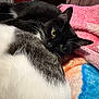 bedding, black_cat, blanket, cat, close_up, colorful_blanket, cozy, ear, fur, green_eyes, indoor, lying_down, pet, pink_blanket, portrait, resting, soft_texture, tuxedo_cat, whiskers, white_fur