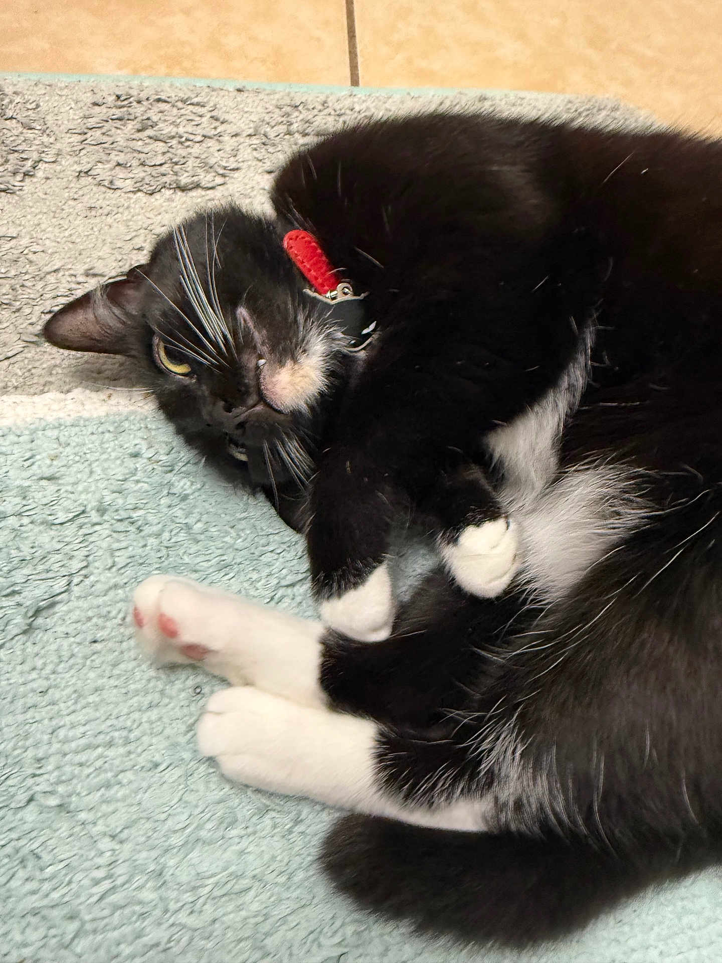 Cookie is registered to the contest to win money with this photo: bath_mat, black_and_white, cat, close_up, collar, cute, fur, indoor, lying_down, paws, pet, pink_paw_pads, playful, red_collar, relaxed, rug, sleepy, tile_floor, tuxedo_cat, whiskers