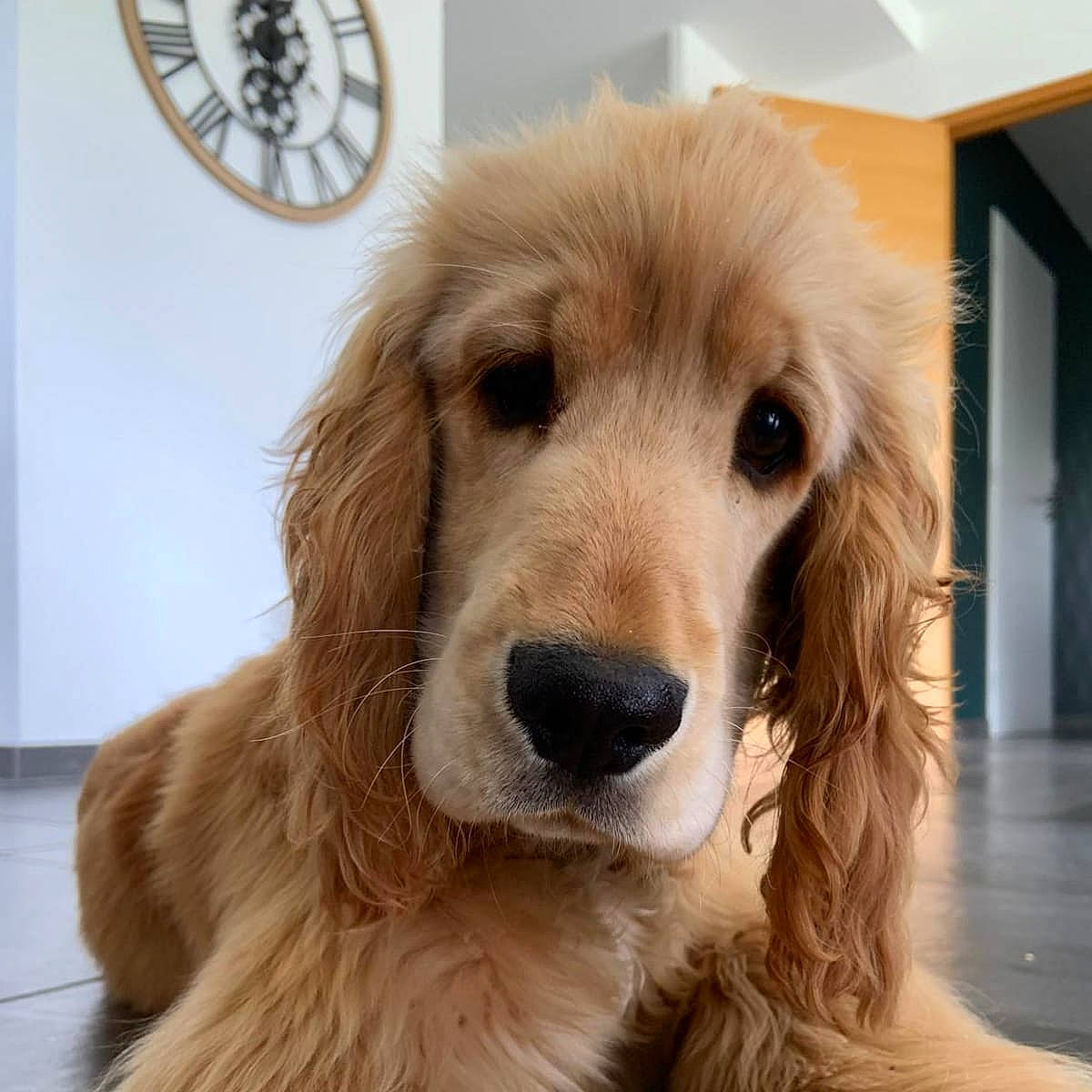 Rodger a rejoint le concours — aidez-le/la à gagner de superbes lots ! canidae, carnivore, clock, companion_dog, dog, dog_breed, event, fawn, flooring, fur, gun_dog, home_accessories, liver, natural_material, snout, sporting_group, whiskers