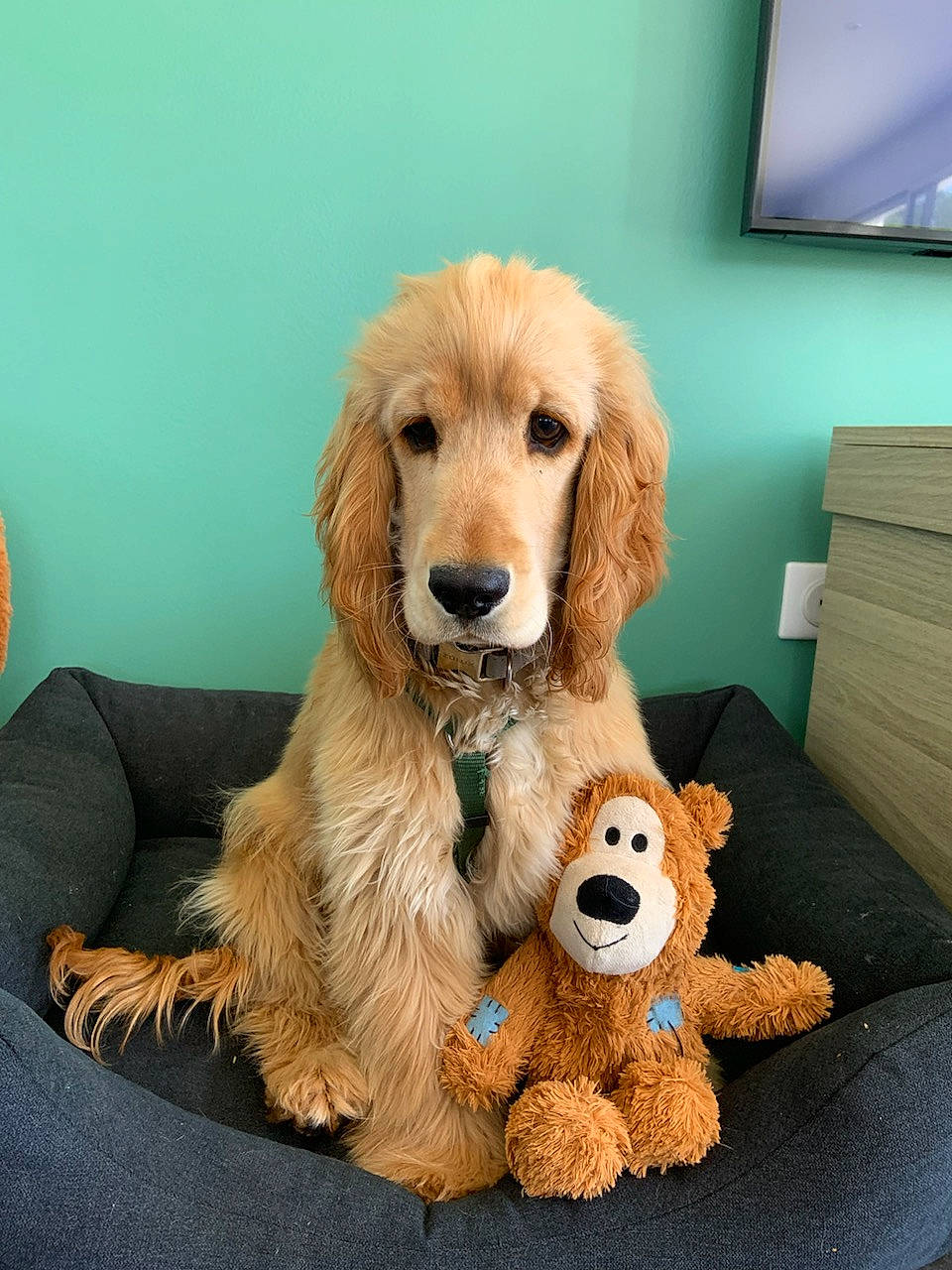 Rodger a rejoint le concours — aidez-le/la à gagner de superbes lots ! canidae, carnivore, companion_dog, couch, dog, dog_breed, dog_supply, dog_toy, fawn, fur, led_backlit_lcd_display, picture_frame, poodle, snout, sporting_group, standard_poodle, stuffed_toy, television, toy, toy_dog