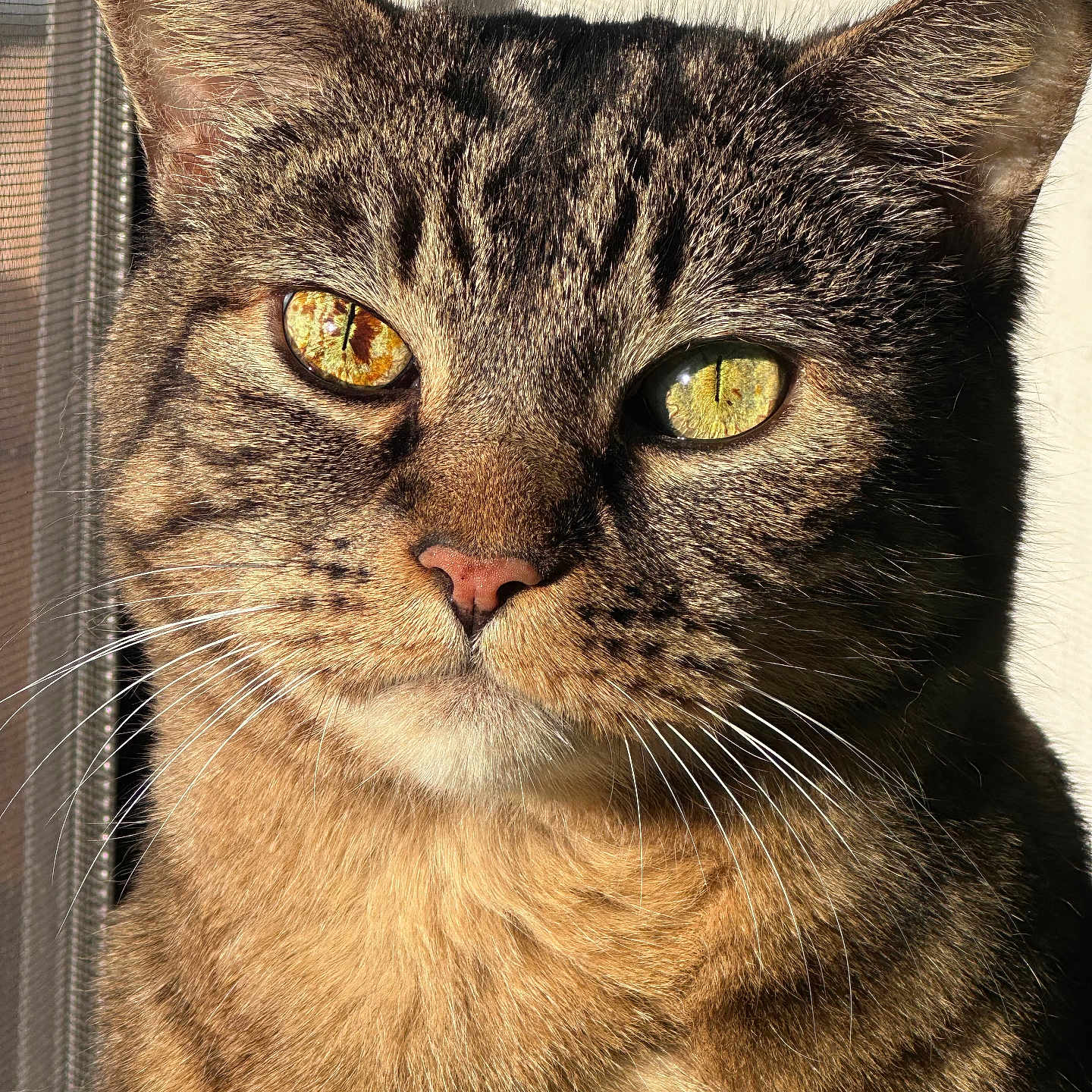 Coco is registered to the contest to win money with this photo: animal, cat, close_up, cute, domestic_cat, ears, eyes, face, feline, fur, indoor, looking, mammal, natural_light, pet, portrait, striped, sunlight, tabby, whiskers