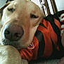 dog, close_up, sleepy, resting, paw, orange_shirt, black_shirt, person, arm, indoor, carpet, wooden_furniture, relaxation, pet, animal, nose, face, fur, cozy, companion