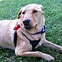 Snooki is registered to the contest to win money with this photo: dog, labrador, yellow_lab, grass, outdoor, pet, canine, bandana, harness, lying_down, animal, mammal, nature, summer, resting, close_up, adorable, friendly, companion, domestic_animal