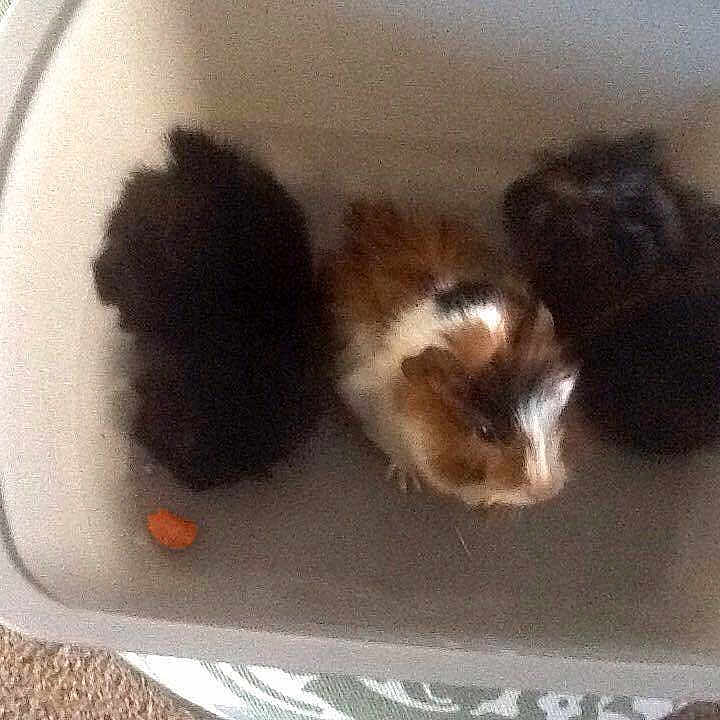 Shooter The Guinea Pig Pup