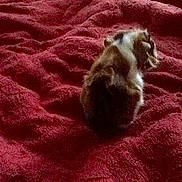 Shooter The Guinea Pig Pup joined the competition — help win amazing prizes!