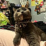 Kitty Kitty joined the competition — help win amazing prizes! cat, grey_cat, bow_tie, bell, pet, indoor, curious, plush_toys, poster, bedroom, soft_surface, furniture, decor, animal, feline, whiskers, cute, close_up, domestic_animal, leopard_print