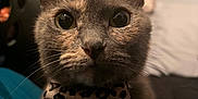 Kitty Kitty is registered to the contest to win money with this photo: cat, close_up, pet, animal, bow_tie, leopard_print, bell, whiskers, ears, fur, eyes, indoor, blanket, teal, curious, domestic_cat, portrait, cute, feline, lying_down