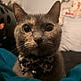 cat, close_up, pet, animal, bow_tie, leopard_print, bell, whiskers, ears, fur, eyes, indoor, blanket, teal, curious, domestic_cat, portrait, cute, feline, lying_down