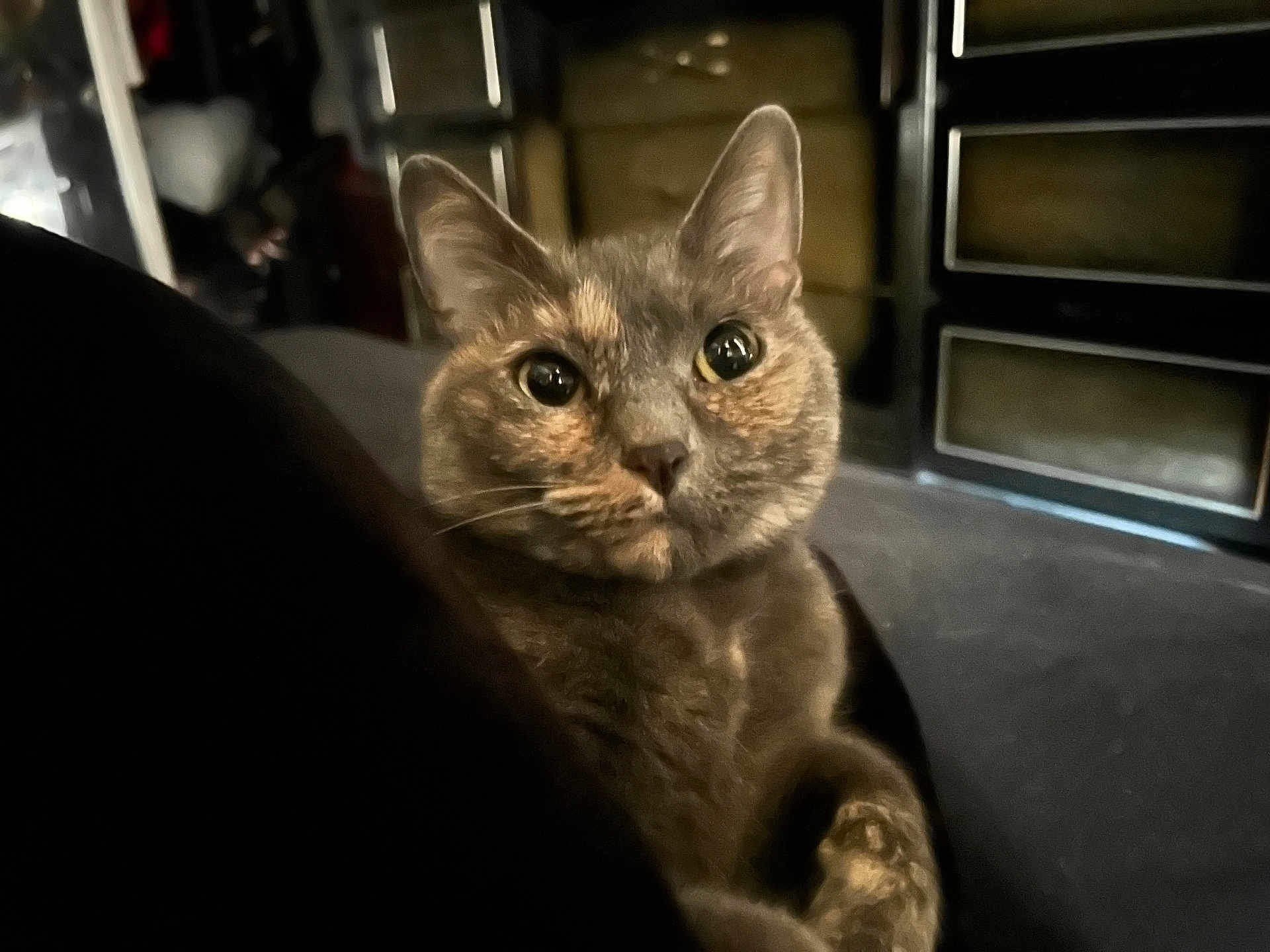 Kitty Kitty joined the competition — help win amazing prizes! cat, animal, pet, feline, closeup, indoor, curious, fur, whiskers, ears, eyes, sitting, portrait, domestic, cute, mammal, furniture, home, relaxed, looking