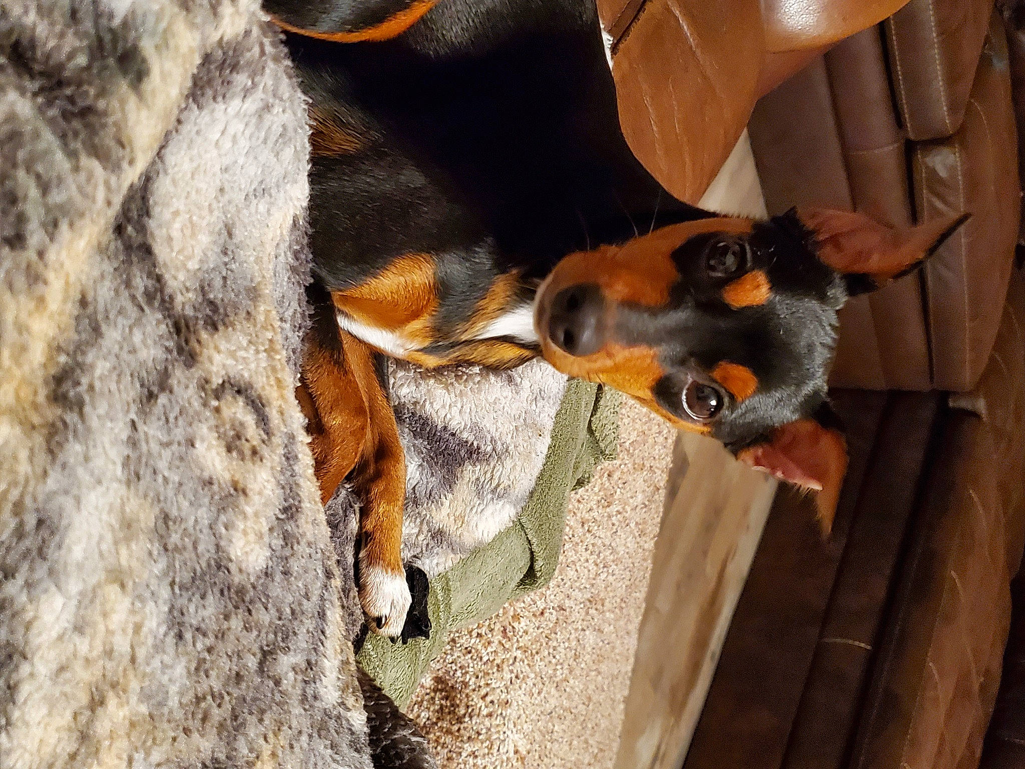 Maggie Jane Moore joined the competition — help win amazing prizes! canidae, carnivore, claw, dog, dog_breed, fawn, fur, hunting_dog, montenegrin_mountain_hound, snout, sporting_group, tail, terrestrial_animal, wood, working_animal, working_dog