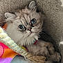 Belle joined the competition — help win amazing prizes! cat, blue_eyes, fluffy, colorful_clothing, cozy, carpet, pet, feline, animal, close_up, indoor, cute, soft_fur, portrait, looking_up, knitted_rope, resting, domestic_animal, whiskers, small_pet