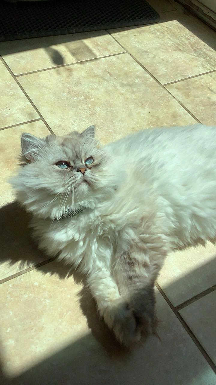 Belle