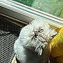 Belle is registered to the contest to win money with this photo: cat, blue_eyes, fluffy, white_cat, looking_up, sunlight, indoor, door, curtain, mat, floor_tile, pet, domestic_animal, whiskers, feline, close_up, shadow, cute, animal, portrait
