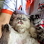cat, fluffy, tongue_out, blue_eyes, person, shirt, panda_graphic, white_shirt, orange_trim, lap, indoor, furry, pet, animal, close_up, cute, relaxed, home, comfort, funny_expression