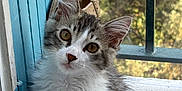 Sully participe au concours pour gagner de l'argent avec cette photo : kitten, cat, fluffy, window, blue, curious, pet, animal, feline, young, indoors, fur, whiskers, ears, face, nature, greenery, soft_light, portrait, cute