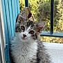kitten, cat, fluffy, window, blue, curious, pet, animal, feline, young, indoors, fur, whiskers, ears, face, nature, greenery, soft_light, portrait, cute
