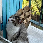 Sully participe au concours pour gagner de l'argent avec cette photo : cat, kitten, windowsill, shoes, sandals, blue_shutter, white_surface, greenery, curious, fluffy, pet, indoor, window, feline, young_cat, domestic_animal, resting, closeup, sunlight, natural_light
