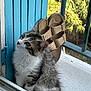 cat, kitten, windowsill, shoes, sandals, blue_shutter, white_surface, greenery, curious, fluffy, pet, indoor, window, feline, young_cat, domestic_animal, resting, closeup, sunlight, natural_light