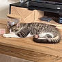 Sully a rejoint le concours — aidez-le/la à gagner de superbes lots ! kitten, cat, sleeping, tabby, wooden_table, television, candle, indoor, furniture, pet, resting, cozy, household_items, electronics, relaxation, domestic, small_animal, fur, cute, home