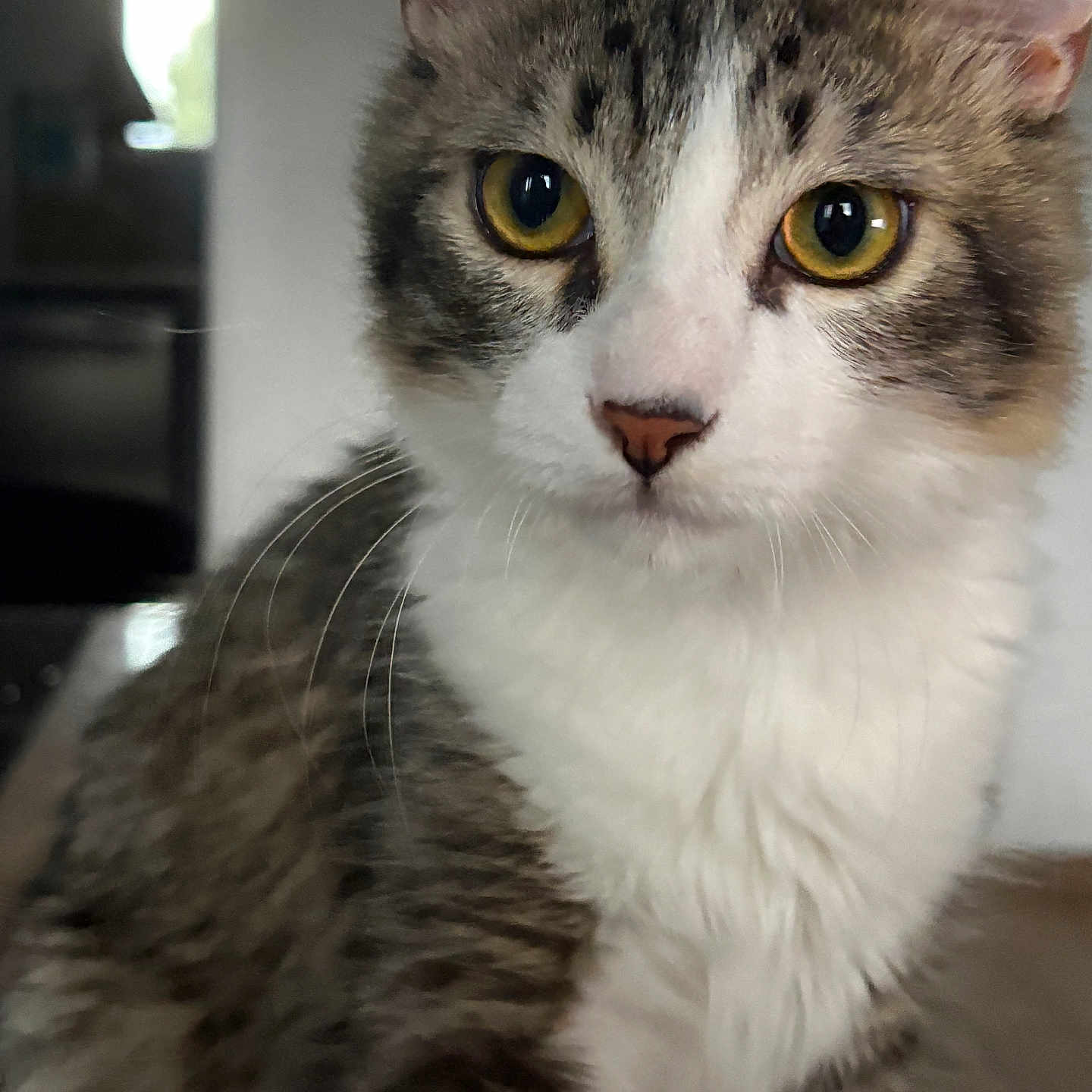 Sully participe au concours pour gagner de l'argent avec cette photo : animal, background_blur, cat, close_up, curious, cute, domestic, feline, fur, household, indoor, mammal, pet, portrait, sitting, soft_light, tabby, whiskers, white_chest, yellow_eyes
