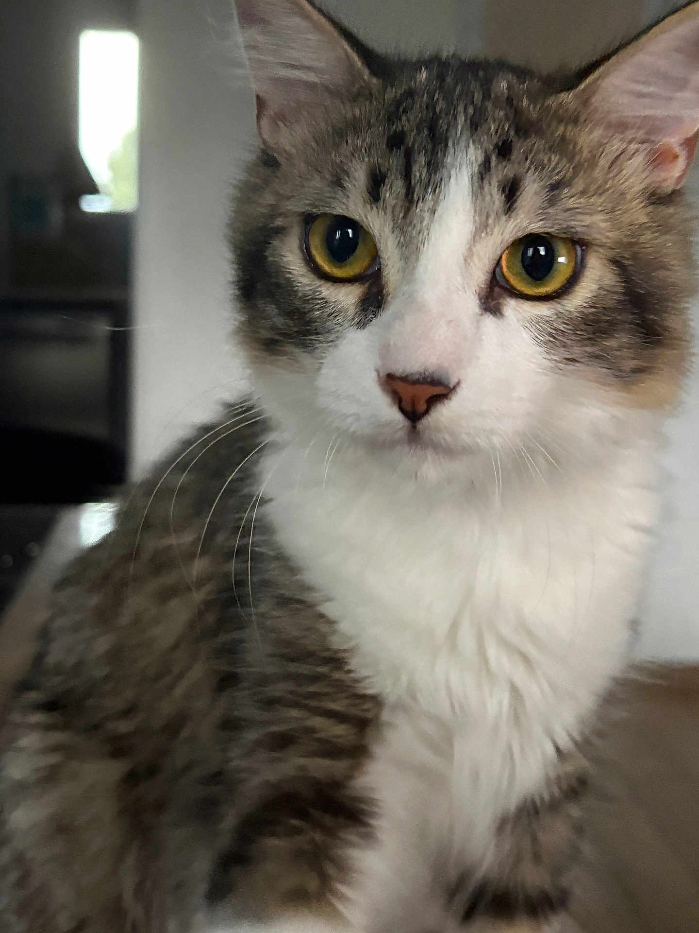Sully participe au concours pour gagner de l'argent avec cette photo : cat, tabby, pet, indoor, close_up, fur, whiskers, yellow_eyes, white_chest, curious, animal, mammal, domestic, feline, portrait, sitting, household, soft_light, background_blur, cute