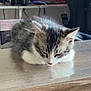 Sully participe au concours pour gagner de l'argent avec cette photo : kitten, cat, sleeping, table, wood, reflection, monitor, computer, keyboard, headphones, chair, gaming_chair, indoor, home_office, technology, furniture, pet, cozy, resting, domestic