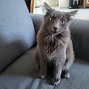 Nouky a rejoint le concours — aidez-le/la à gagner de superbes lots ! cat, gray_cat, fluffy, long_hair, feline, yellow_eyes, sitting, couch, indoor, home, pet, animal, portrait, whiskers, ears, paws, fur, living_room, suitcase, alert