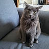 cat, gray_cat, fluffy, long_hair, feline, yellow_eyes, sitting, couch, indoor, home, pet, animal, portrait, whiskers, ears, paws, fur, living_room, suitcase, alert