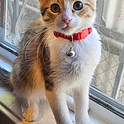 Bella is registered to the contest to win money with this photo: kitten, cat, pet, red_collar, bell, windowsill, window, indoor, curious, feline, young, whiskers, ears, fur, animal, domestic, looking, sitting, closeup, portrait