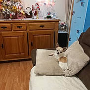 Minus a rejoint le concours — aidez-le/la à gagner de superbes lots ! canidae, carnivore, cat, comfort, companion_dog, fawn, floor, flooring, furniture, hardwood, home, interior_design, room, wood