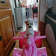 Choupinette a rejoint le concours — aidez-le/la à gagner de superbes lots ! dog, toy, pink, quad_bike, indoor, kitchen, floor, wooden_floor, small_dog, pet, animal, chair, cushion, cabinet, window, curtain, living_room, appliance, cute, floor_tile