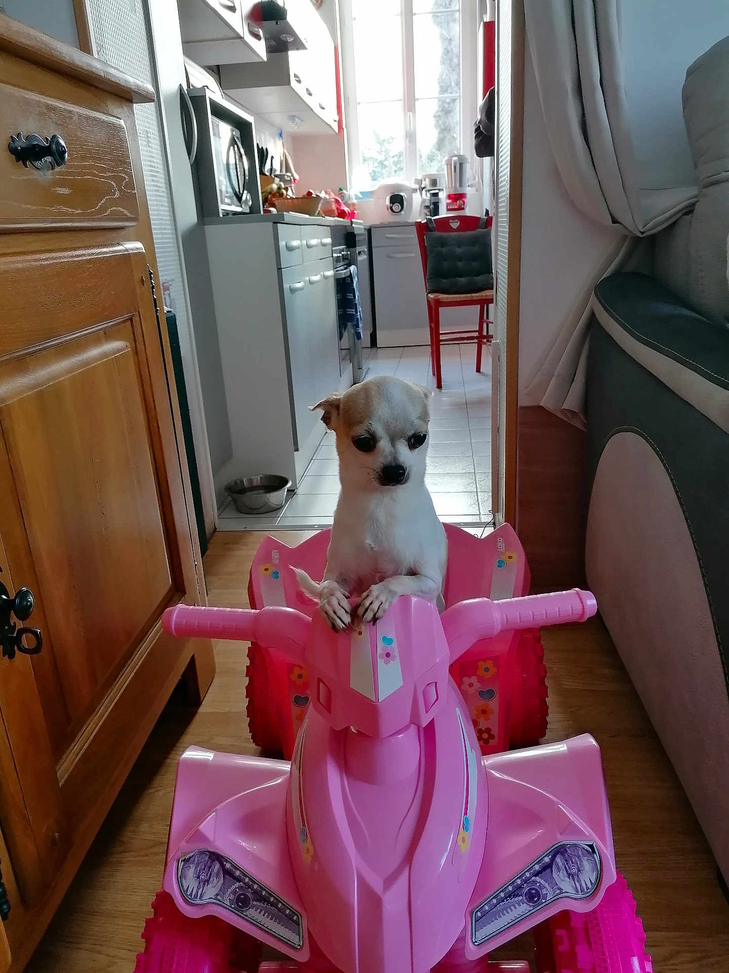 Choupinette a rejoint le concours — aidez-le/la à gagner de superbes lots ! dog, toy, pink, quad_bike, indoor, kitchen, floor, wooden_floor, small_dog, pet, animal, chair, cushion, cabinet, window, curtain, living_room, appliance, cute, floor_tile