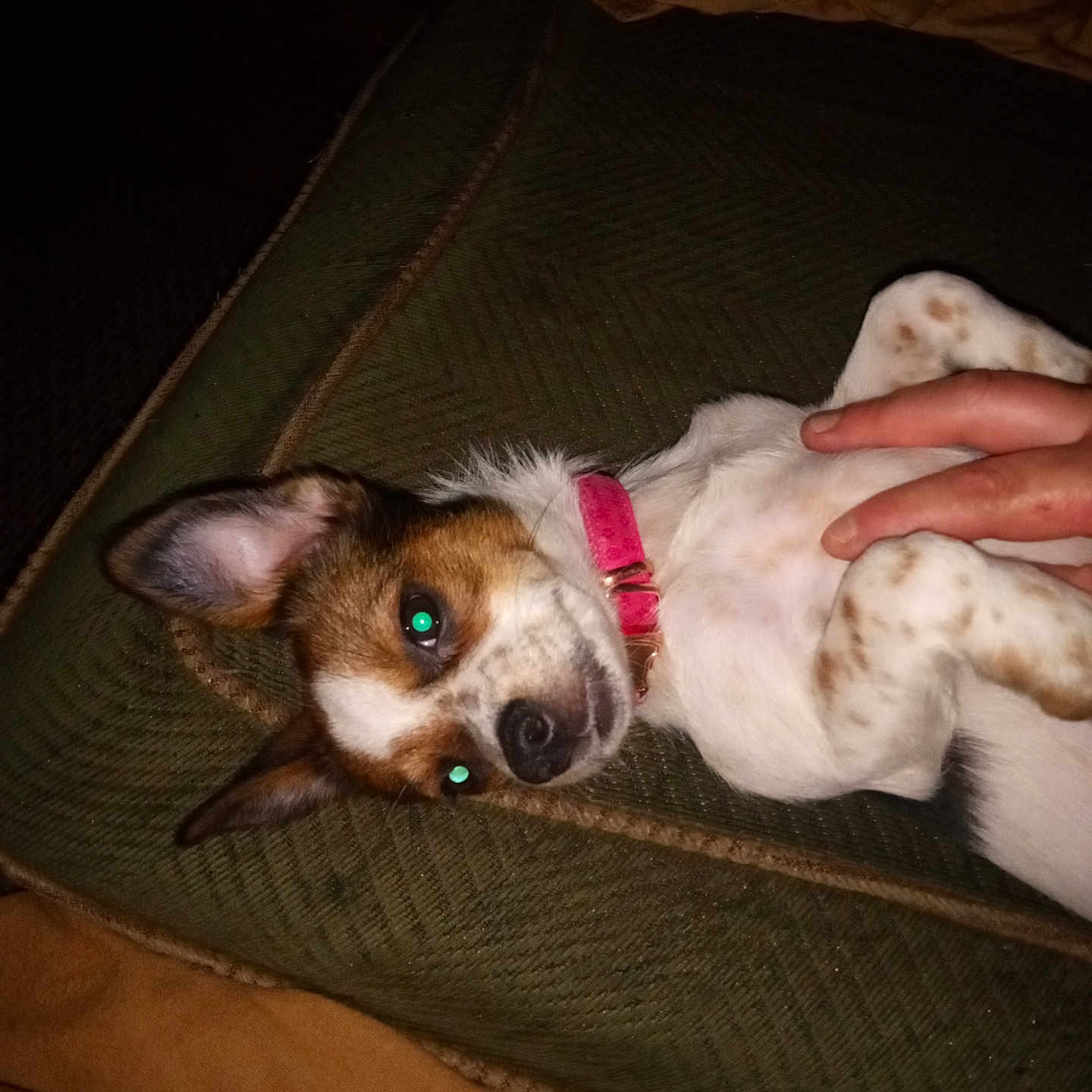 Oreo is registered to the contest to win money with this photo: accessories, animal, armchair, beagle, bodypart, canine, chair, chihuahua, cockerspaniel, couch, dog, finger, furniture, hand, hound, papillon, person, pet, puppy, terrier