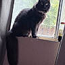 Luna joined the competition — help win amazing prizes! cat, black_cat, fluffy, long_hair, animal, pet, window, windowsill, indoors, curtain, backlit, portrait, sitting, tail, collar, yellow_eyes, feline, home, trees, bottle