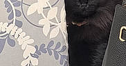 Luna joined the competition — help win amazing prizes! cat, black_cat, fluffy, long_hair, golden_eyes, animal, pet, portrait, indoors, cushion, pillow, fabric, floral_pattern, furniture, black_fur, sitting, looking_at_camera, whiskers, cozy, home_decor