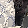 cat, black_cat, fluffy, long_hair, golden_eyes, animal, pet, portrait, indoors, cushion, pillow, fabric, floral_pattern, furniture, black_fur, sitting, looking_at_camera, whiskers, cozy, home_decor